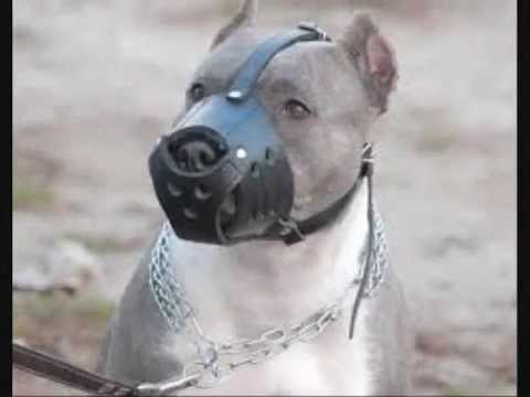 \\\\\\fighting pitbulls\\\\\\