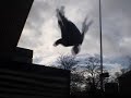 ox tricks - urban expression