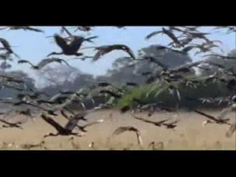 See video