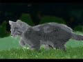 whitewing-whos-that-girl.html