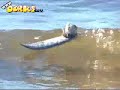 maus surfen maus surfen