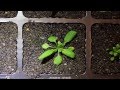 Arabidopsis thaliana timelapse - YouTube