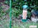Dunnock feeding from a feeder Dunnock feeding from a feeder
