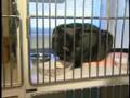 SPCA Worries About Pets In Rough Economy