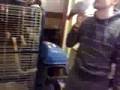 videos de Wayne and his bird