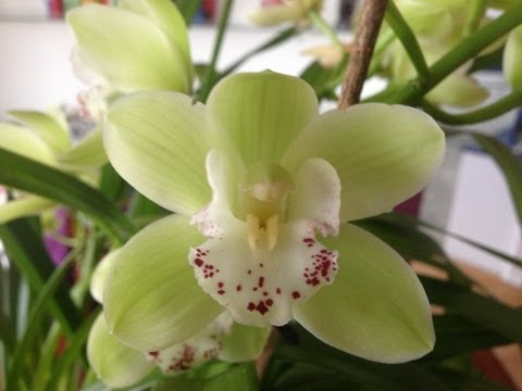 how to care cymbidium