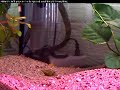 Fahaka Puffer Digg-in sand Fahaka Puffer Digg-in sand