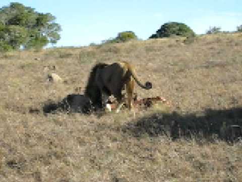 LION MALE