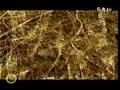 BLACK LEAVES - What\