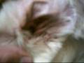 SISCO CON OTITIS