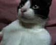 videos de Gato ouvindo a musica do Mime de Benetnasch