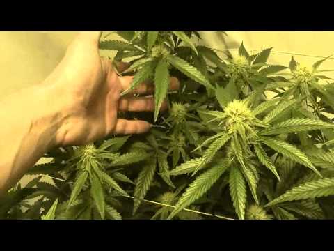 how to grow kb weed