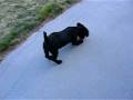 videos de Shorkie-Tzu Puppy Playing! (Shih Tzu/Yorkie Mix)