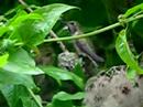 Hummingbird feeding her two babies Hummingbird feeding her two babies
