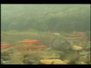 River Chub Spawning Activity River Chub Spawning Activity