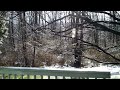 Birds at the cabin [HD]