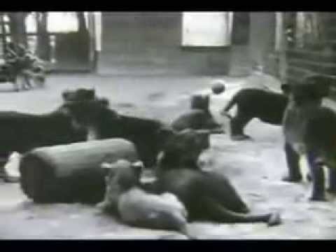 Gay's Lion Farm -- El Monte, CA  1930