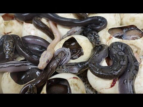 YouTube reptile video