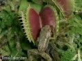 growth-of-a-venus-fly-trap.html