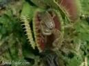 Frog Eaten By Venus Flytrap