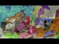 News Cast - Handsworth (intro)