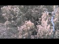 Click to View Video