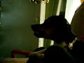 My Dog Gettin Mad