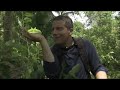 Bear Grylls’ frog message