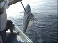 pesca de gallo (Nematistius Pectoralis) gmmv pesca de gallo (Nematistius Pectoralis) gmmv