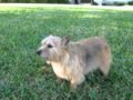2010-03-09 | In memory of Gus, our Norwich Terrier ~> Here are some photos of Gus our sweet Norwich Terrier. He might be gone but never forgotten and always missed. (<span>1:)