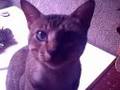 Meu gato lindo miando e muito manhoso - cat beautiful
