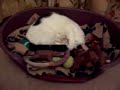 眠りネコ動画
