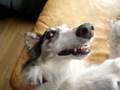 Borzoi video