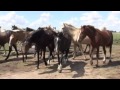 CARNE DE CABALLOS DE ARGENTINA, PLATO DE LUJO EN EUROPA.mp4