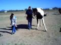 Horse Dance Teacher Horse Dance Teacher