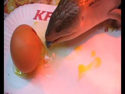 Blue Tongue Skink eating egg