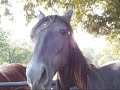 the horses and barn pics