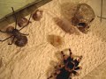 Rastaras Vol. 2... Mi Tarántula Rastaras Vol. 2... Mi Tarántula