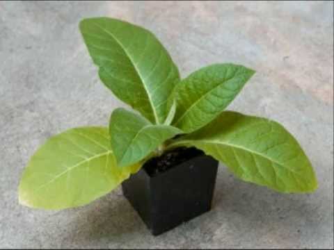 how to harvest tobacco seeds