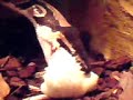 K�nigspython frist Maus