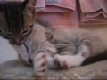 Ruth and Jeeves - 4 week old kittens