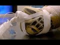 Laser surgery on a turtle - Vets in the Wild West - BBC Animals