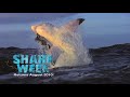 Ultimate Air Jaws - Sharks in the Shallows