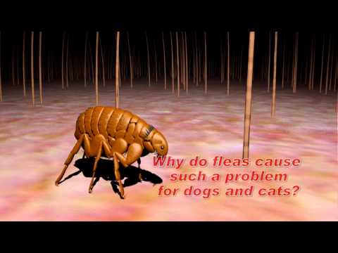 tick - Animal Care Technologies is the industry leader in veterinary training products. ACT Online Staff Training allows personalized training to be delivered to in...