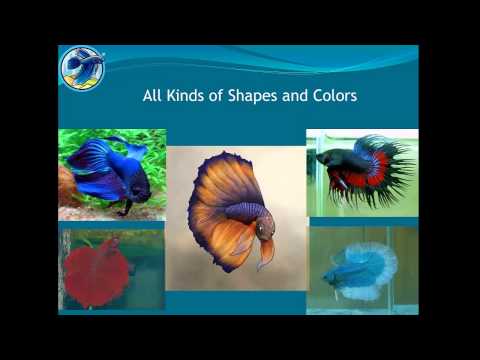 how to take care if a betta fish