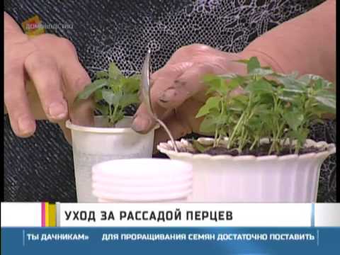 Какие процедуры нужно выполнять при Целлюлите Массаж, Обертывания Как сделать чокер на шею своими руками (50 фото) Лучшие идеи