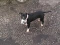 amstaff play, crazy crazy amazing! Tago alla carica!