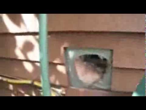 how to cover dryer vent outside
