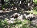 marmota marmota