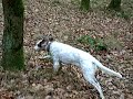 English Setter Miga im Wald